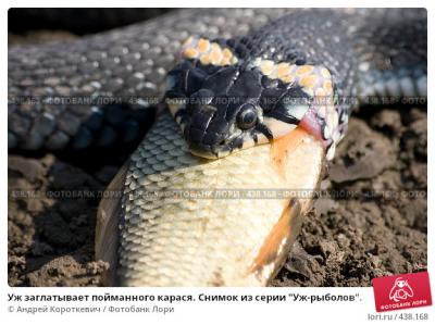 Прикрепленное изображение: uzh-zaglatyvaet-poimannogo-karasya-snimok-iz-serii-0000438168-preview.jpg